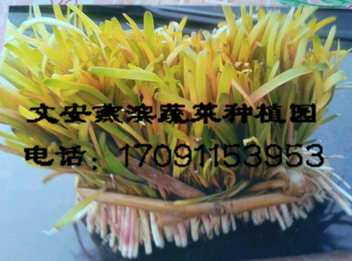 ����ѿ��