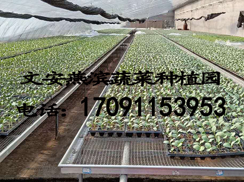 �����߲�